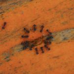 アリを自分で駆除しよう！徹底攻略