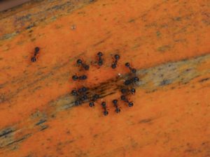 アリを自分で駆除しよう!徹底攻略
