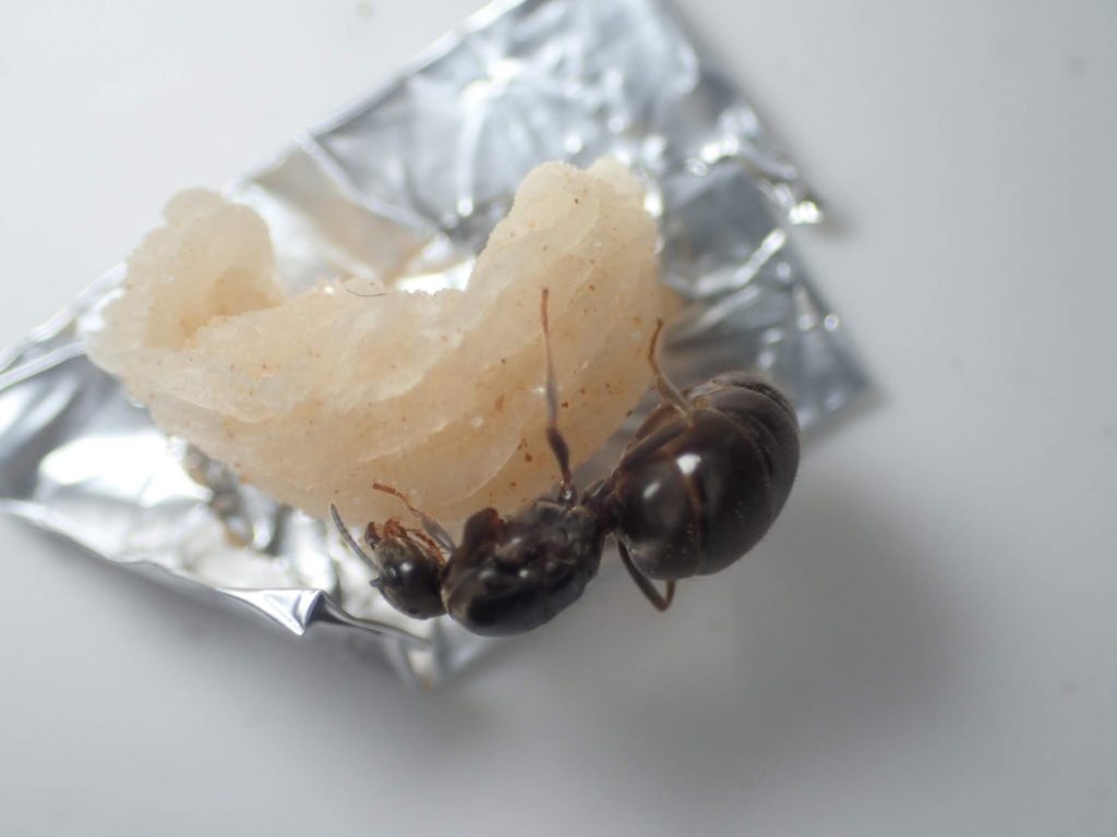 トビイロケアリの食事