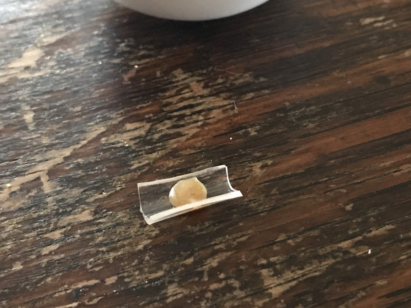 入れたほんだし