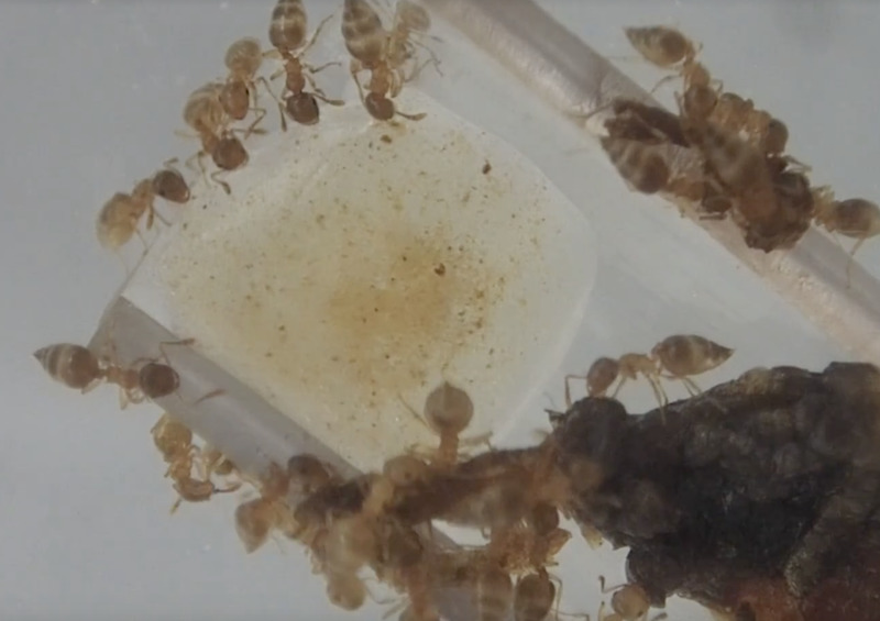 ほんだしの食い付き