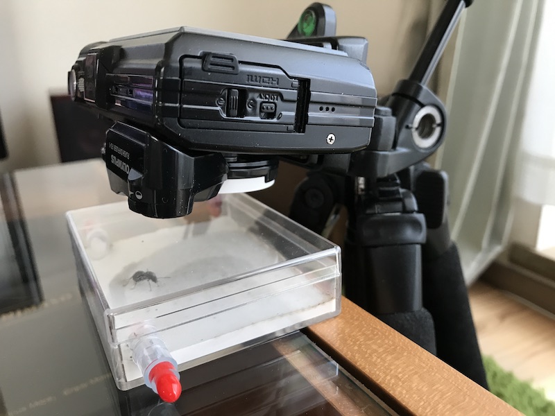 tg5でのアリ撮影