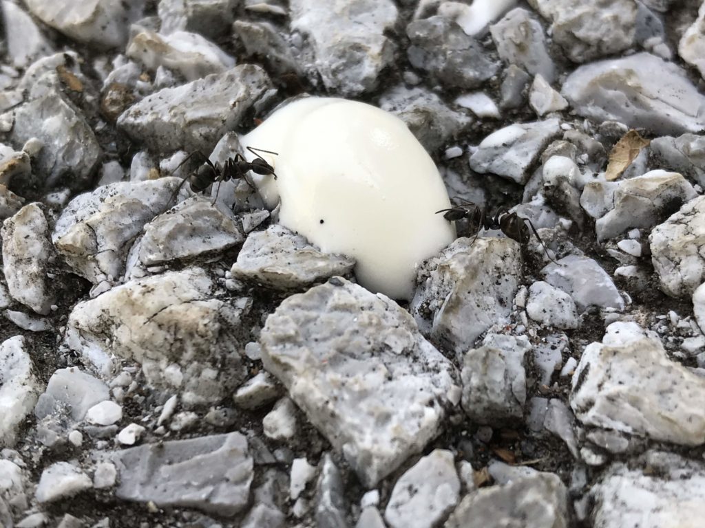 超高温の東京でアリは死なないのか！？