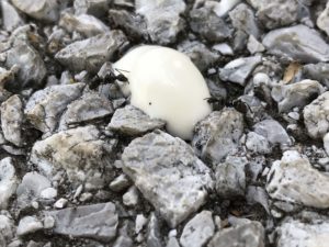 超高温の東京でアリは死なないのか!?