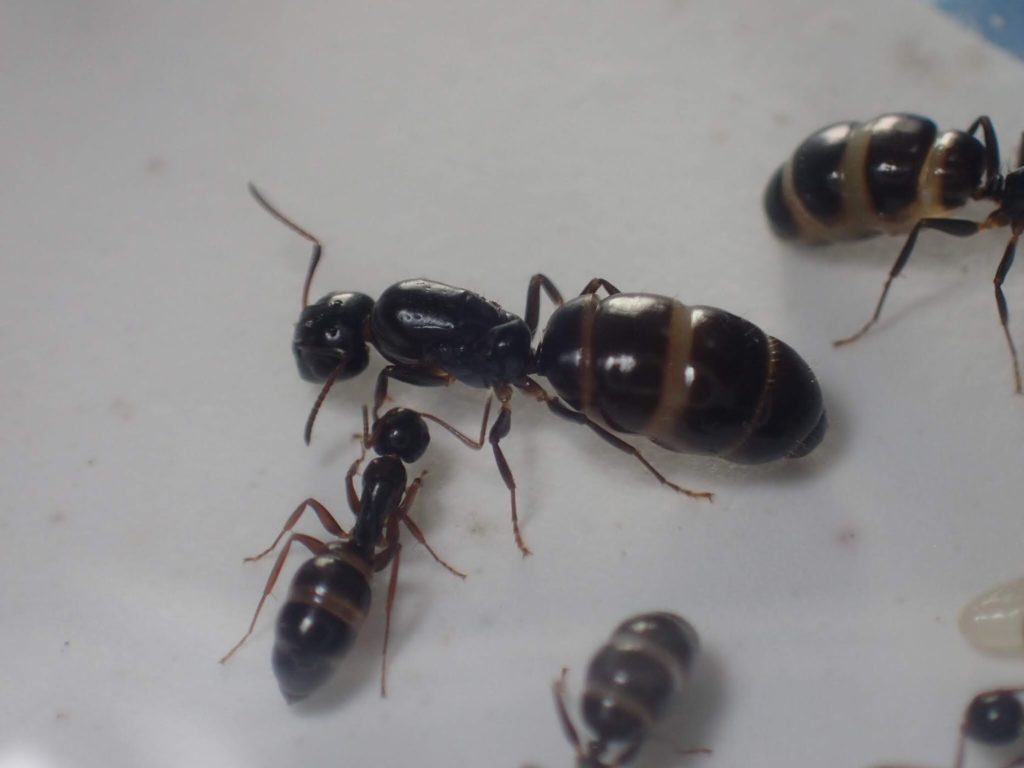ウメマツオオアリの女王
