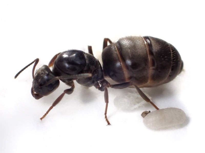 加工したアリの写真