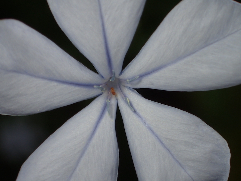 熱帯植物館のアリ