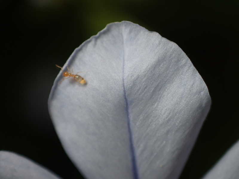 お腹いっぱいのアリ