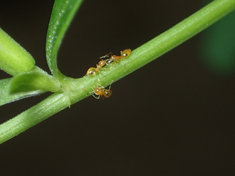 茎に群がるアリ