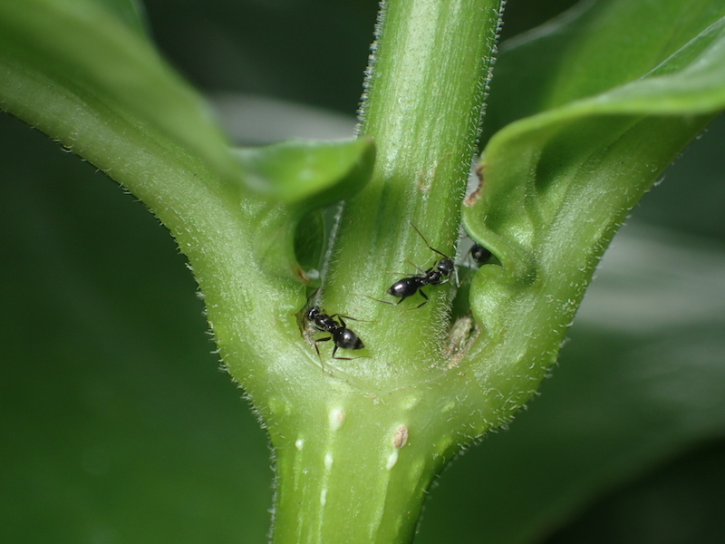 夢の島熱帯植物館のアリ