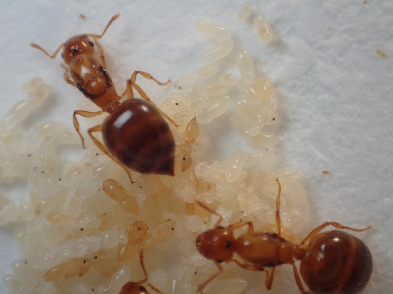 女王アリを採集して飼育する方法 アリ採集の基本 あんつべ アリ飼育初心者向けブログants Base Label アンツベースレーベル