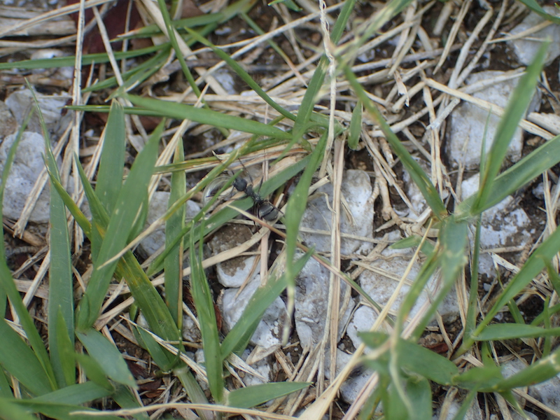 37度の気温で活動するアリ