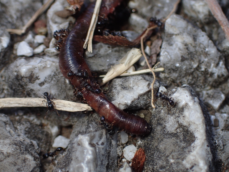 ミミズを捕食するトビイロシワアリ