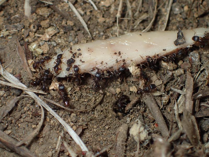 トビイロシワアリ