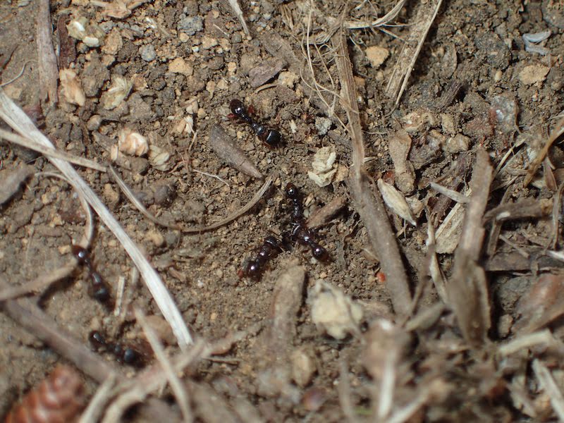 トビイロシワアリ