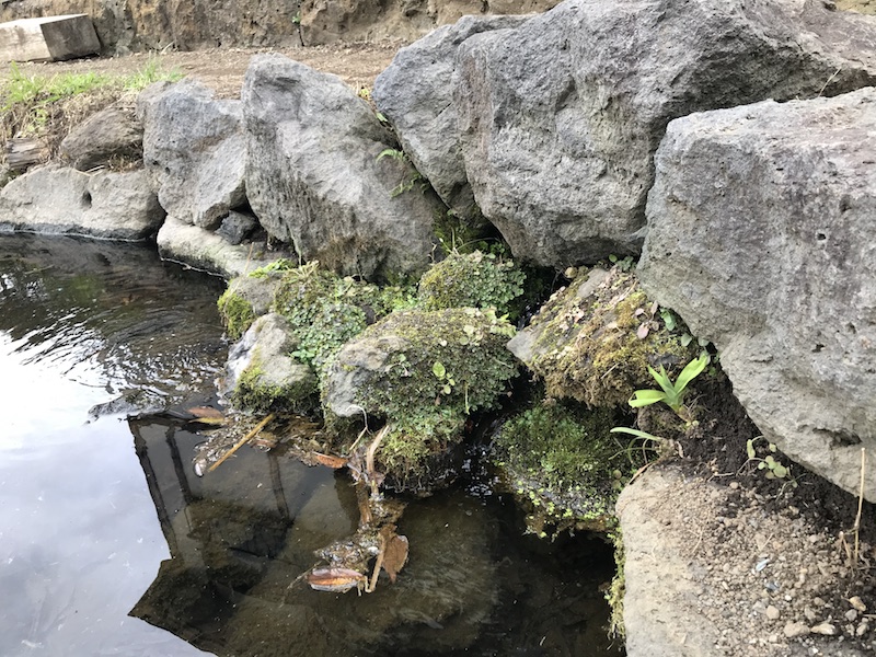 菖蒲池の湧水