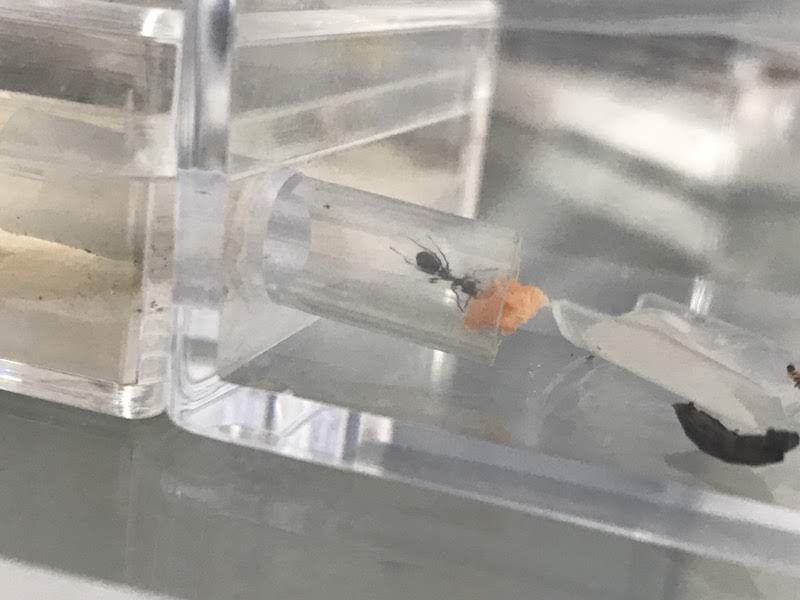 鮭フレークを食べるアリ