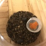 ワラジムシを飼育しよう!エサや飼育方法は?【蟻のエサ】