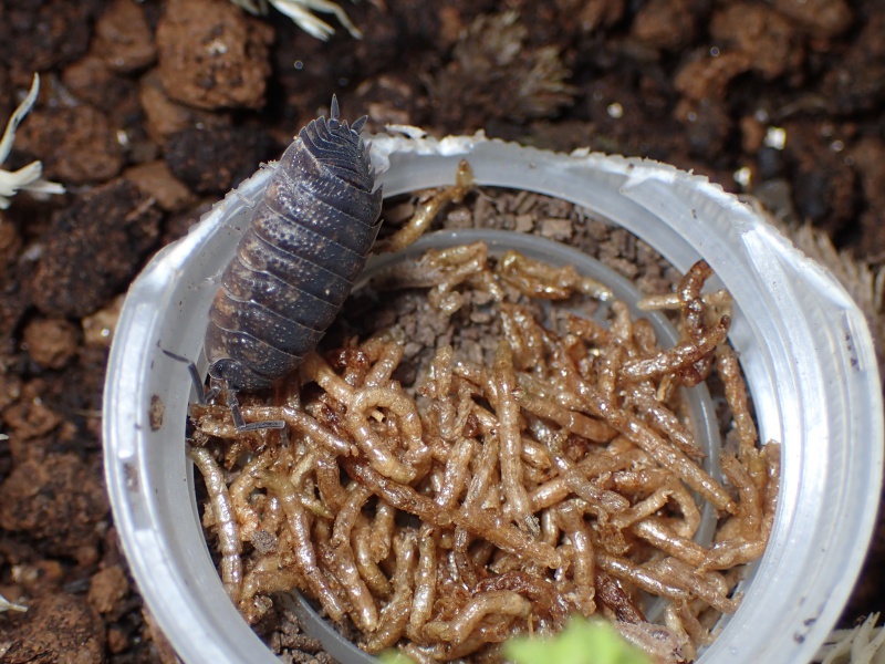 ワラジムシを飼育しよう エサや飼育方法は 蟻のエサ あんつべ アリ飼育初心者向けブログants Base Label アンツベースレーベル