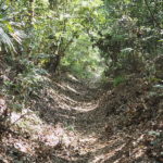 秋の狭山丘陵!蟻(アリ)の生息状況を大調査!