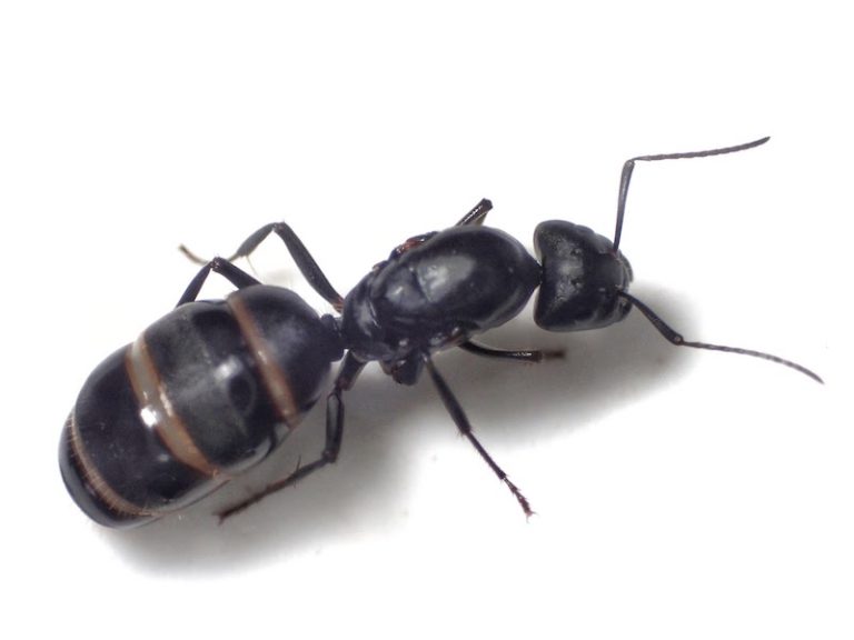 大きい 蟻 みたい な 虫