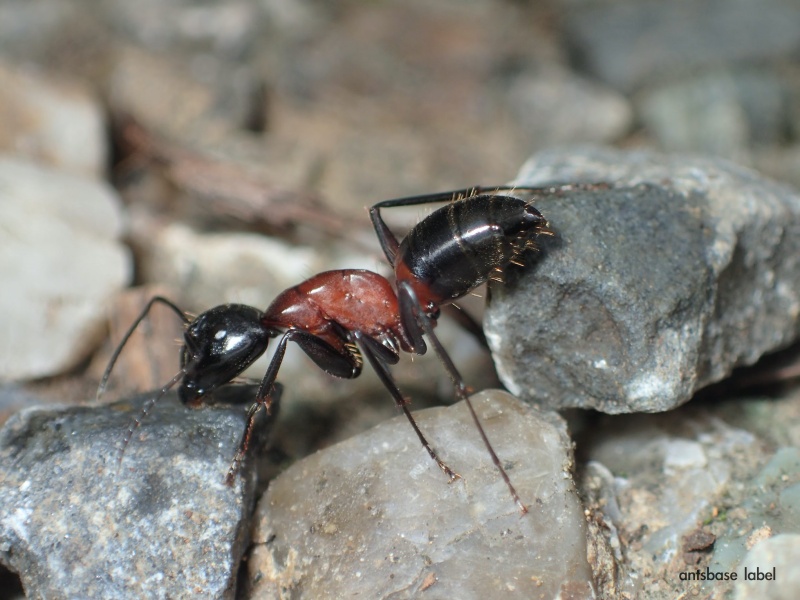 巨大蟻 日本で1番大きな最大のアリは Top2 4種大公開 あんつべ アリ飼育初心者向けブログants Base Label アンツベースレーベル