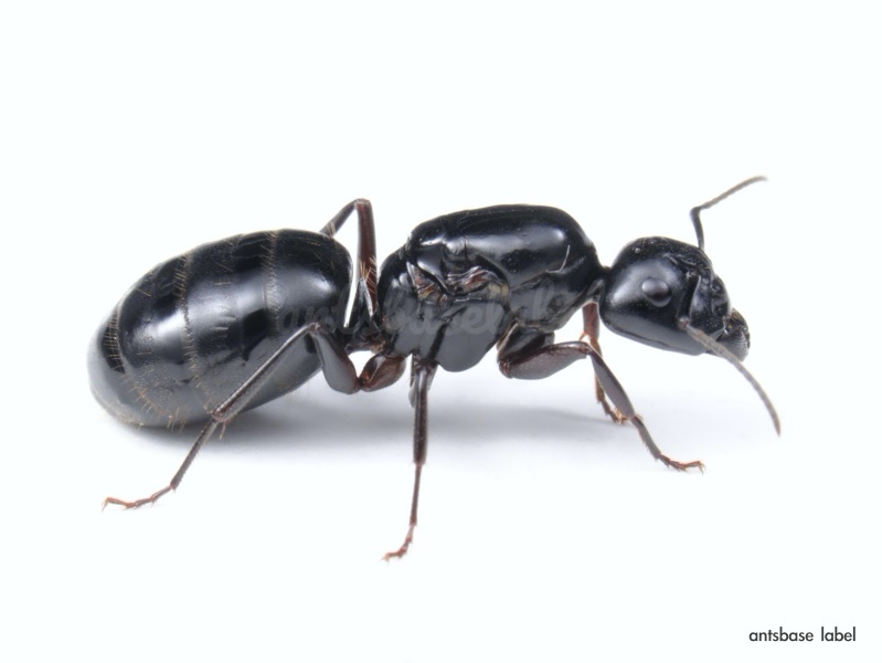 【巨大蟻】日本で1番大きな最大のアリは？TOP2+4種大公開！
