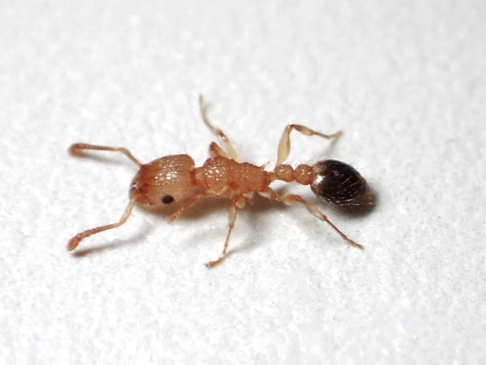 日本の赤いアリまとめ ヒアリに似ている蟻 在来種 あんつべ アリ飼育初心者向けブログants Base Label アンツベースレーベル