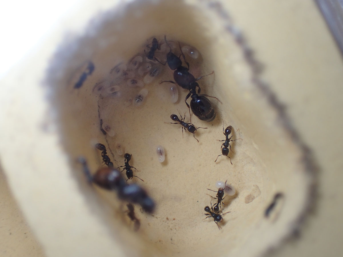 アリの飼育方法とオススメを解説 アリ飼育マニュアル 初心者対応版 あんつべ アリ飼育初心者向けブログants Base Label アンツベースレーベル