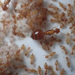 【キイロシリアゲアリ】特徴や羽アリ、駆除対策方法、飼育方法などまとめ