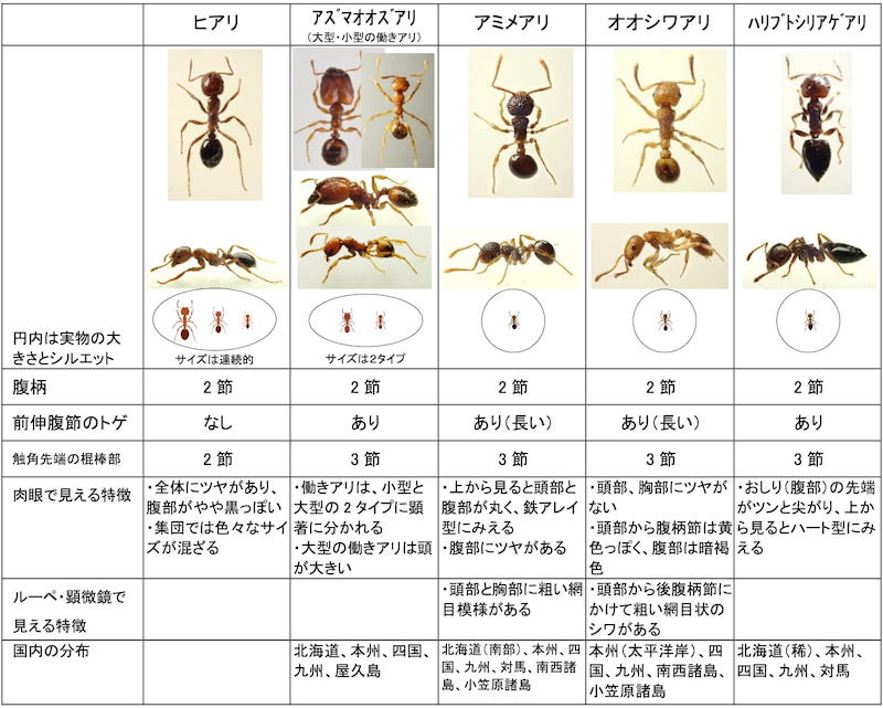 環境省ヒアリ同定マニュアル