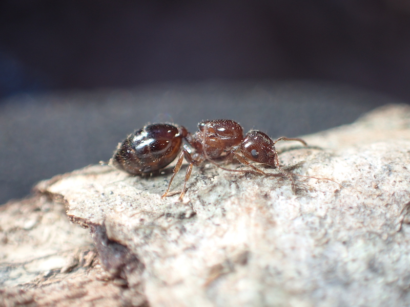 冬の山でアリを採集 枯れ枝から蟻を見つけよう あんつべ アリ飼育初心者向けブログants Base Label アンツベースレーベル