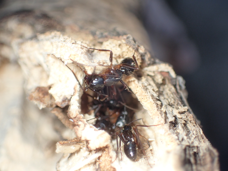 冬の山でアリを採集！枯れ枝から蟻を見つけよう！ | あんつべ｜アリ飼育初心者向けブログAnts Base Label（アンツベースレーベル）