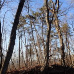 冬の山でアリを採集!枯れ枝から蟻を見つけよう!