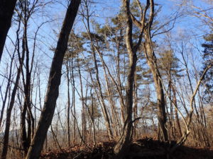 冬の山でアリを採集！枯れ枝から蟻を見つけよう！