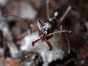 アギトアリという大型ハリアリとは？飼育方法や生息地・特徴を解説