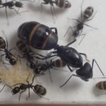 冬の山でアリを採集！枯れ枝から蟻を見つけよう！  あんつべ｜アリ 