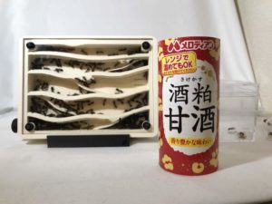 アリは甘酒を飲むのか!?蟻に甘酒を与えてみた!