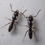 日本に毒針を持つアリはいる?代表的な3種!