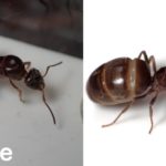 Snapseedで図鑑の写真に!加工方法と使い方を伝授!