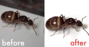 Snapseedで図鑑の写真に!加工方法と使い方を伝授!