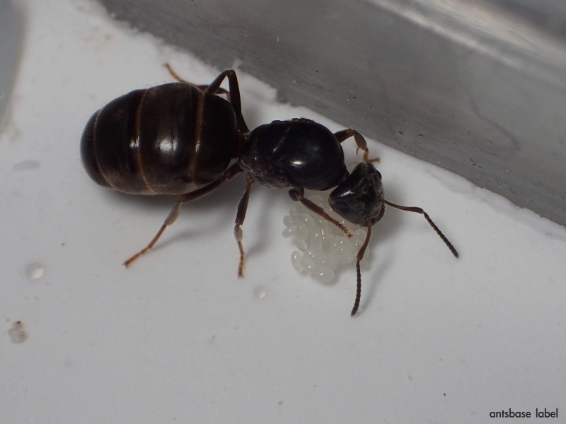 女王アリを採集して飼育する方法 アリ採集の基本 あんつべ アリ飼育初心者向けブログants Base Label アンツベースレーベル