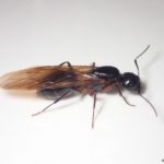 羽アリの結婚飛行の時期はいつ?【完全解説】