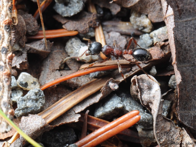 ツヤクシケアリ