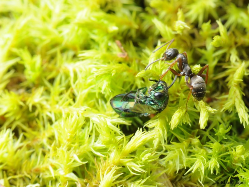 ヤマクロヤマアリ