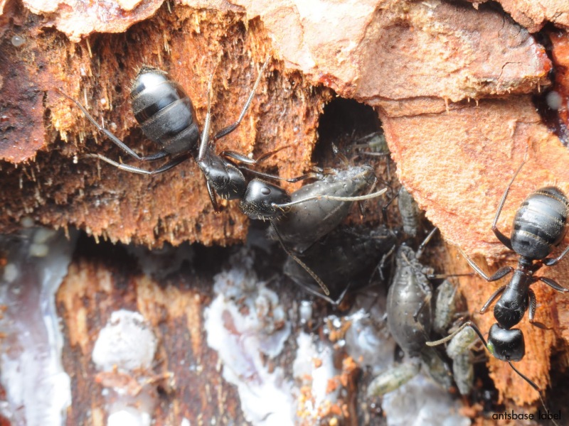 カラフトクロオオアリ