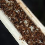 軽い気持ちで買ってはいけない！購入前に注意したいアリなどの昆虫5選