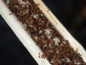 軽い気持ちで買ってはいけない!購入前に注意したいアリなどの昆虫5選