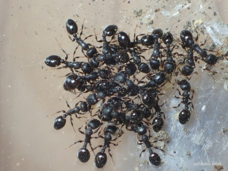 黒いアリってどんな蟻?駆除するべき?特徴や種類を解説 | あんつべ|アリ飼育初心者向けブログants base label(アンツベースレーベル)