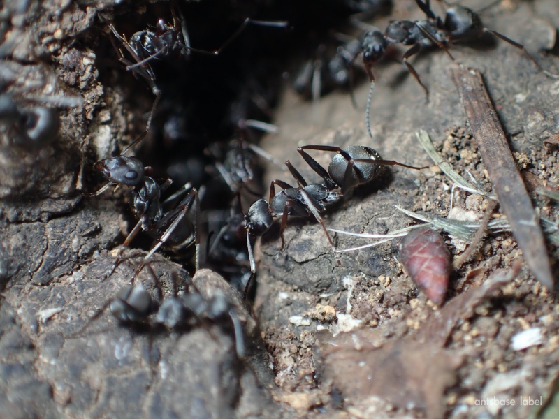 黒いアリってどんな蟻？駆除するべき？特徴や種類を解説